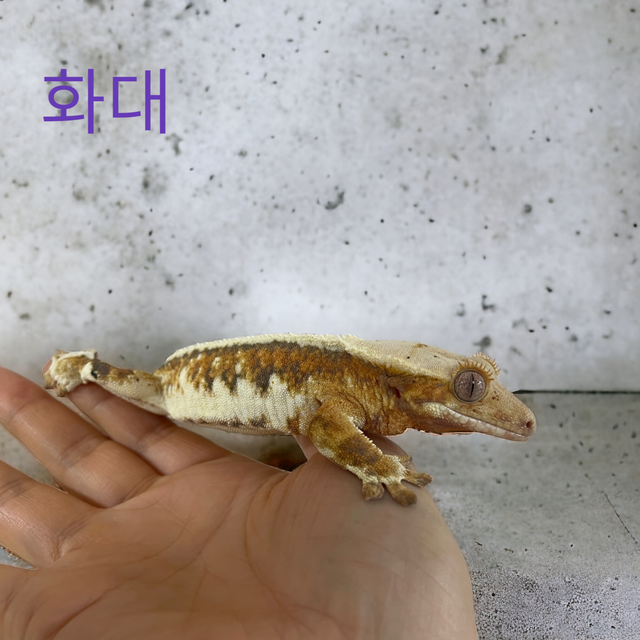 릴리화이트 텐저린
