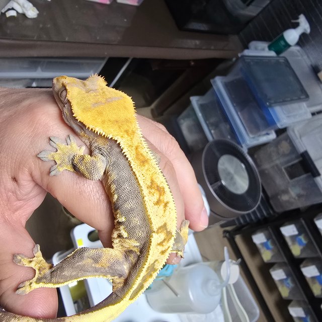 쿼드 핀스트라이프