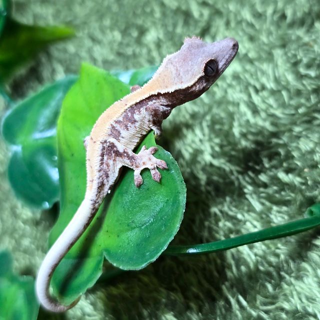 릴리 세이블
