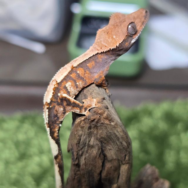 세이블
