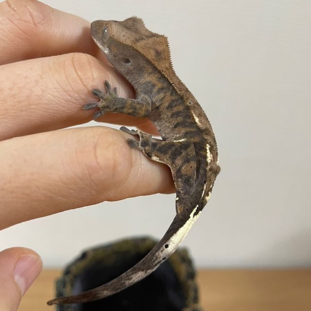 카푸치노 트라이