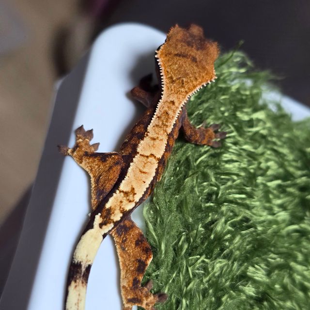 세이블