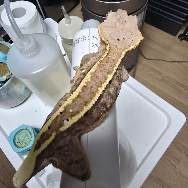 카푸치노 핀스트라이프