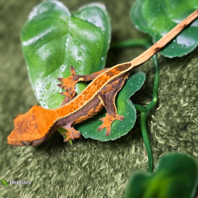 핀스트라이프