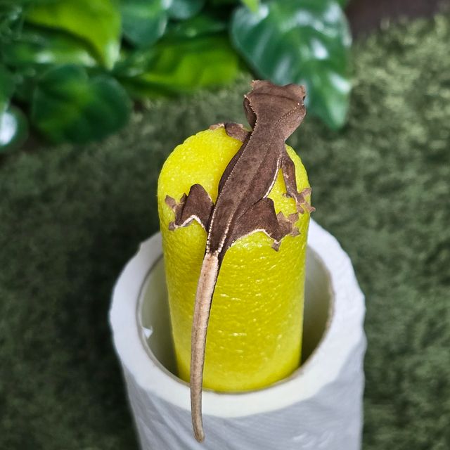 레드 바이