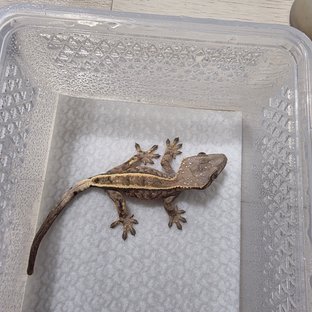 세이블