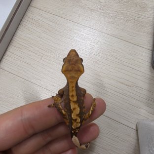 100%헷아잔틱