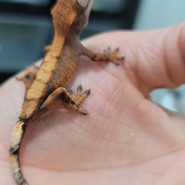 세이블
