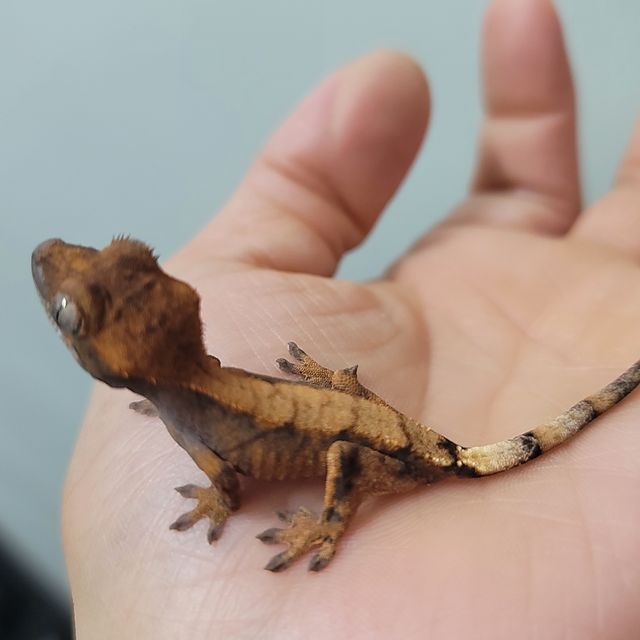 세이블
