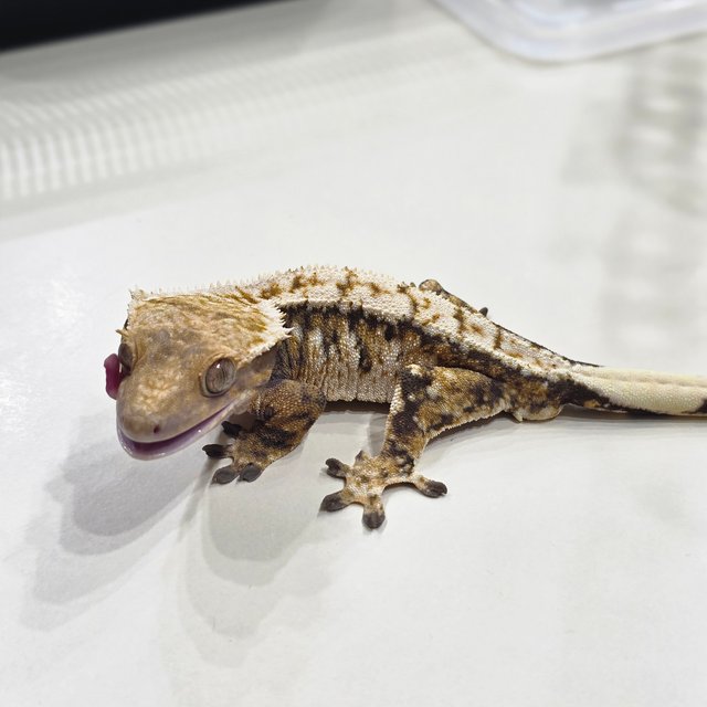 노멀 드리피 익스트림할리퀸 할리퀸 트라이