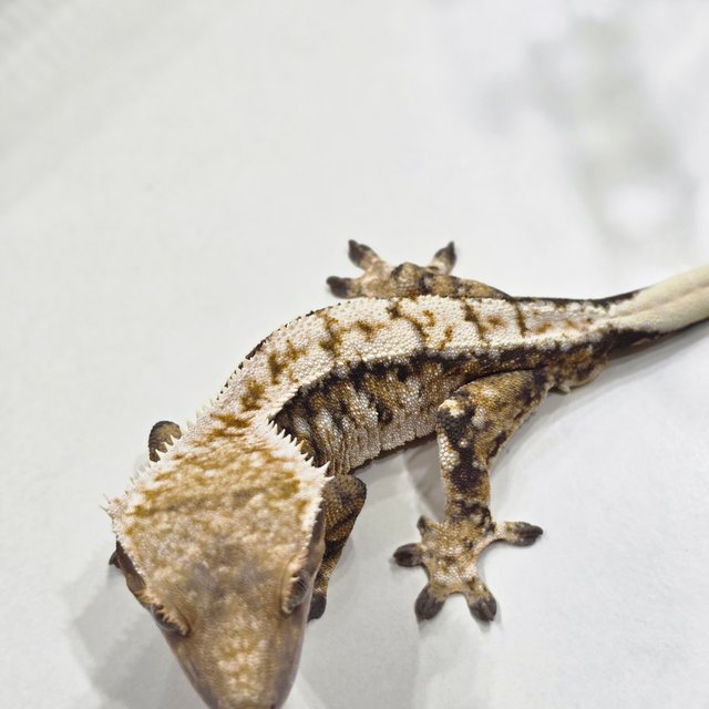 노멀 드리피 익스트림할리퀸 할리퀸 트라이