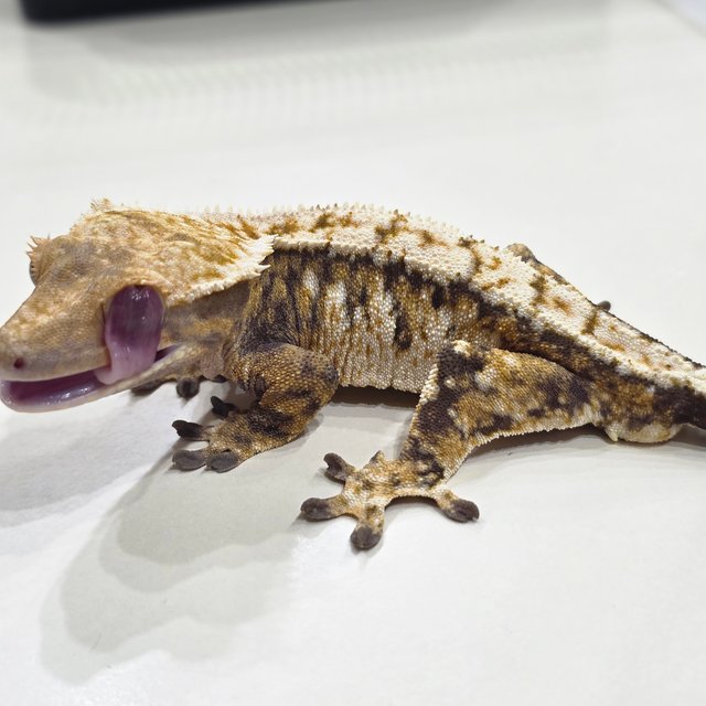 노멀 드리피 익스트림할리퀸 할리퀸 트라이