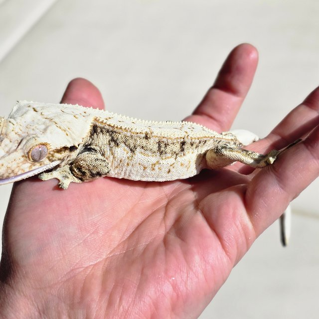 노멀 드리피 트라이 화이트스팟 핀스트라이프 쿼드