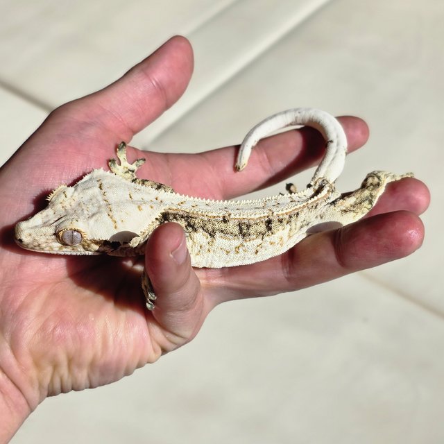 노멀 드리피 트라이 화이트스팟 핀스트라이프 쿼드