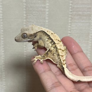 노멀 드리피 화이트스팟