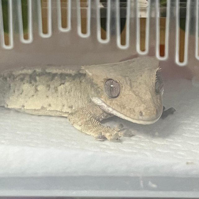 노멀 화이트스팟