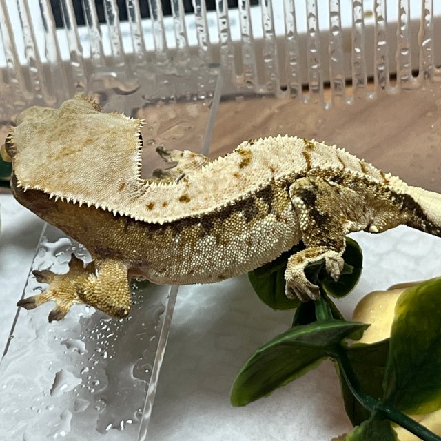 노멀 화이트스팟