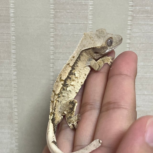 노멀 드리피 화이트스팟