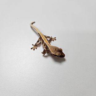 미정
