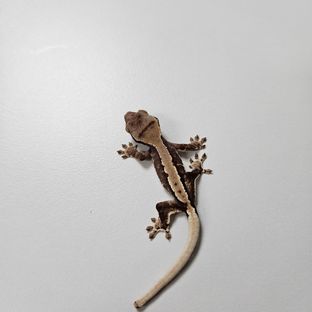 동배