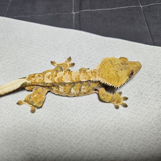 바브 트라이 익스트림할리퀸