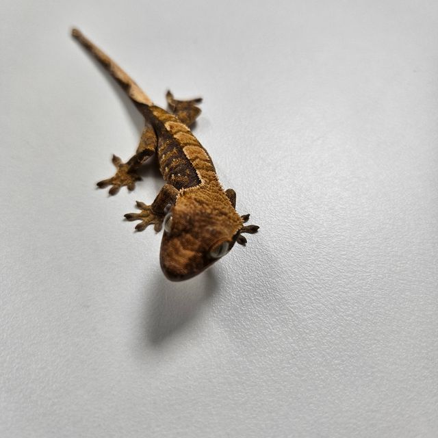 트라이 익스트림할리퀸
