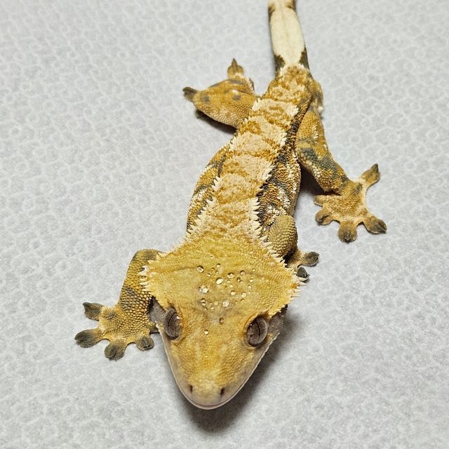 바브 트라이 익스트림할리퀸