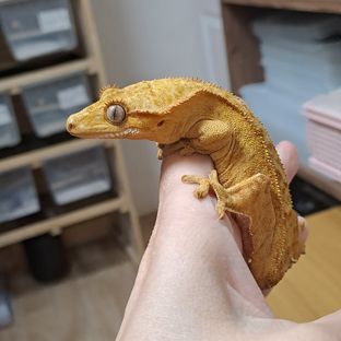 딸기*c2