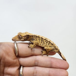 트라이 익스트림할리퀸 텐저린