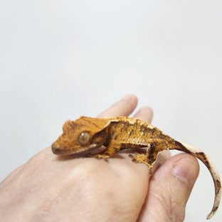 트라이 익스트림할리퀸