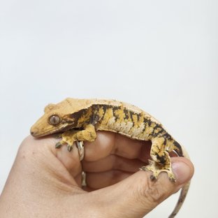 트라이 익스트림할리퀸