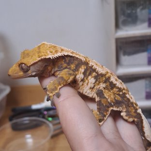 루이