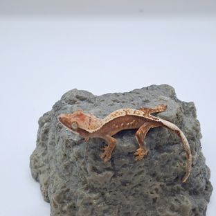 동배