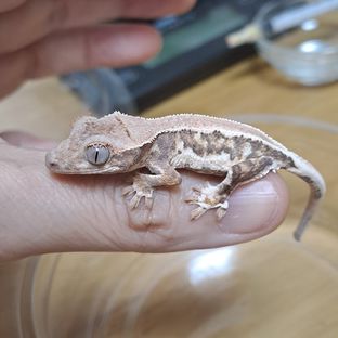 로운