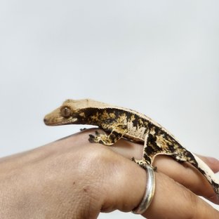 트라이 익스트림할리퀸