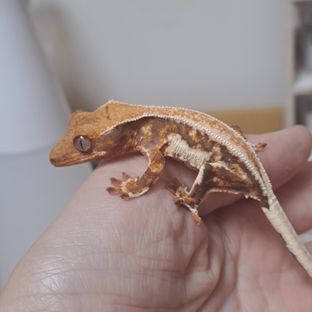 동배