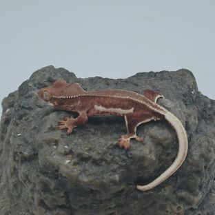 동배