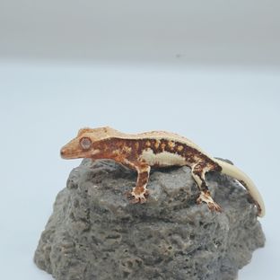 동배