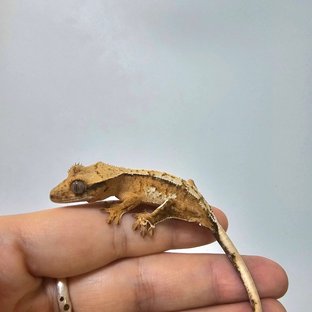 크림시클