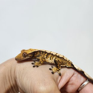 트라이 익스트림할리퀸 텐저린