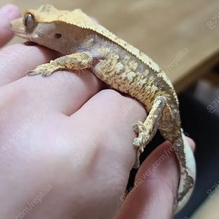 마리사