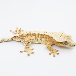 선재