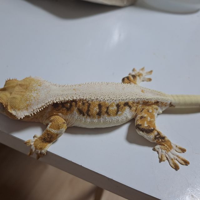 릴리화이트 트라이