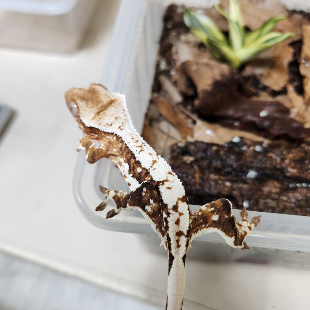 릴리100%헷아잔틱 100%헷아잔틱