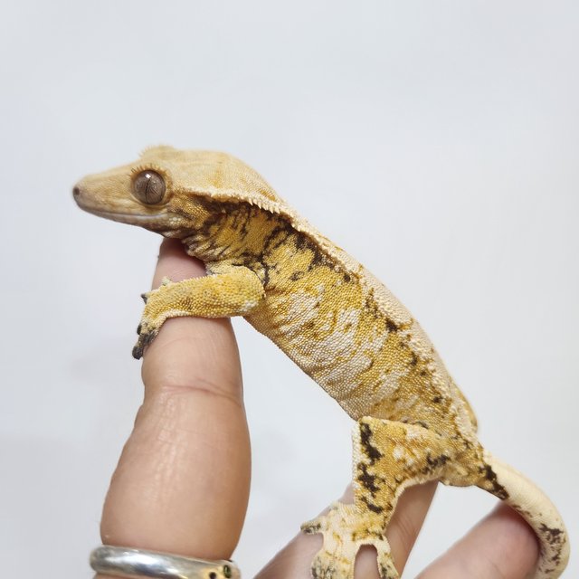 노멀 트라이 익스트림할리퀸