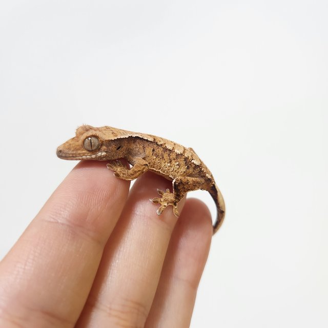 트라이 익스트림할리퀸