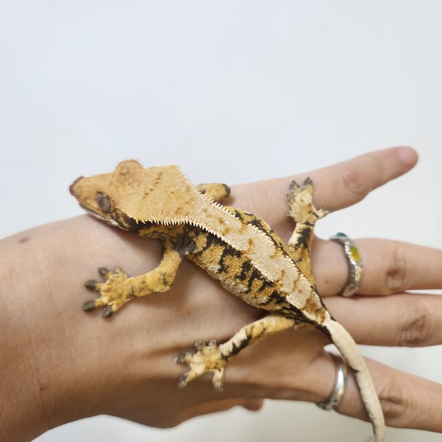 트라이 익스트림할리퀸