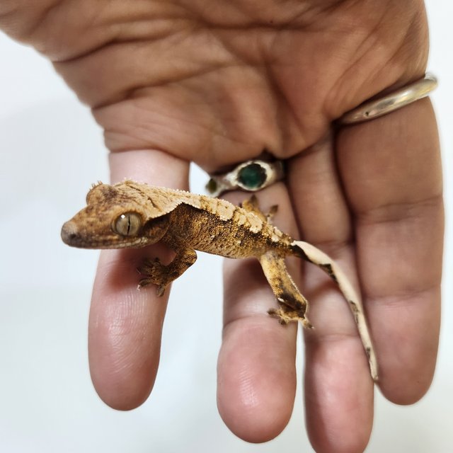 트라이 익스트림할리퀸