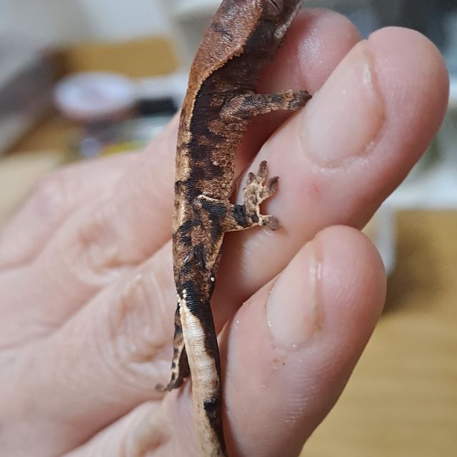 카푸치노 트라이