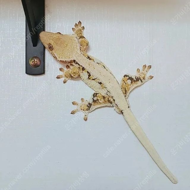 릴리화이트 트라이 익스트림할리퀸